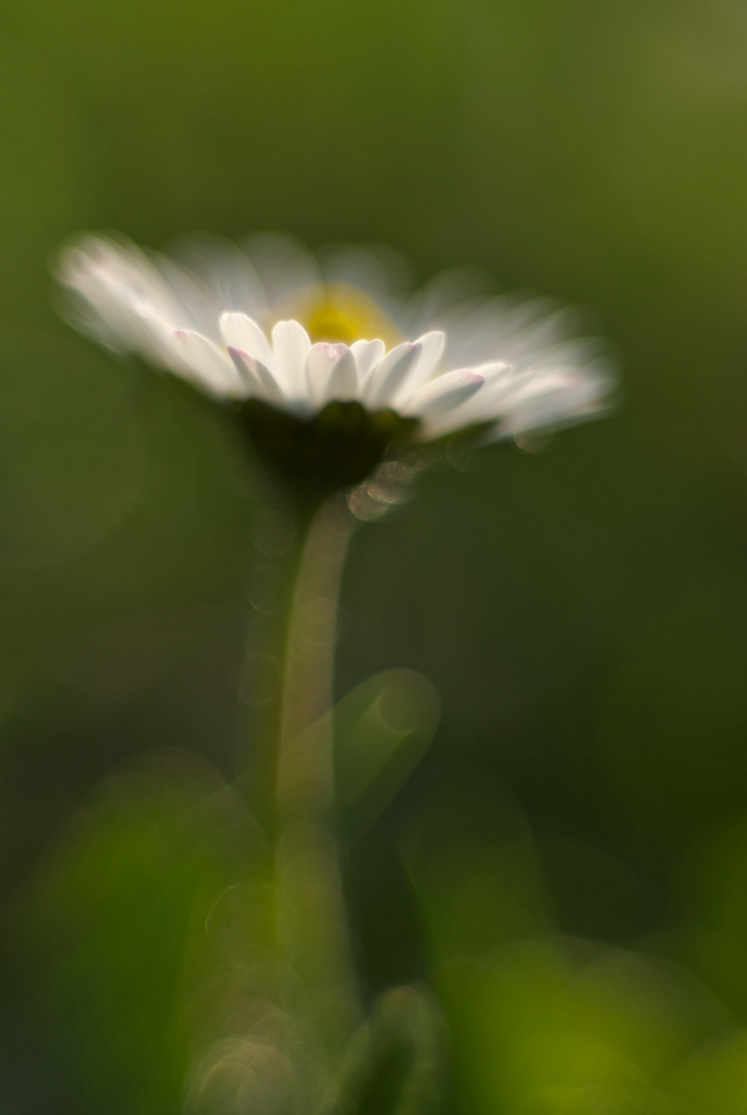 1091024blumenzwiri36mm