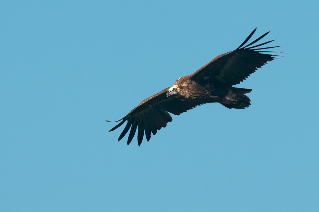 10M 1371 Bearbeitet
