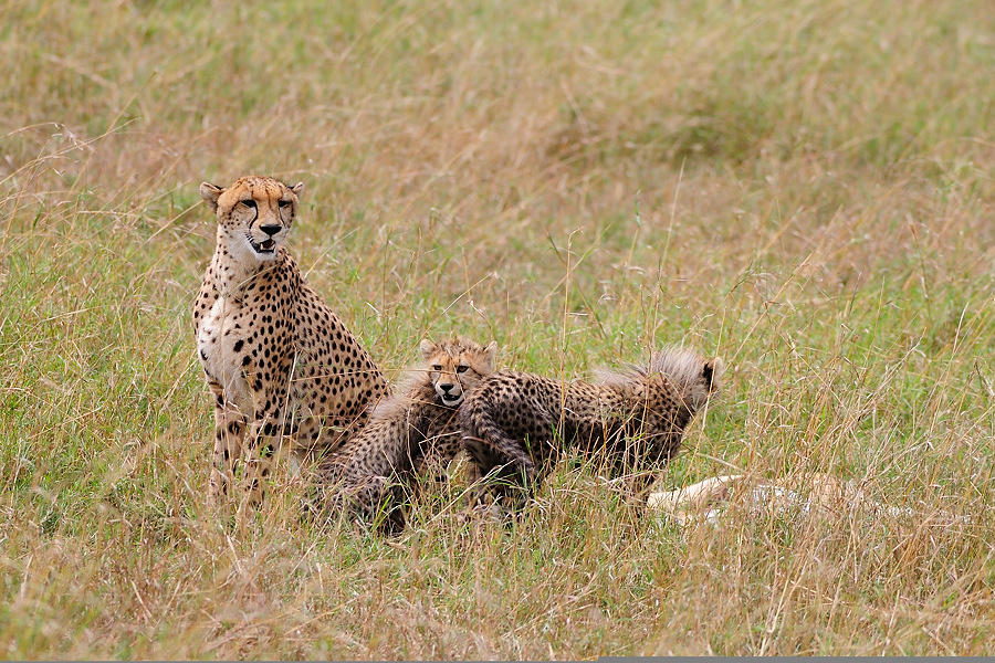 10MasaiMara4 DSC 3470
