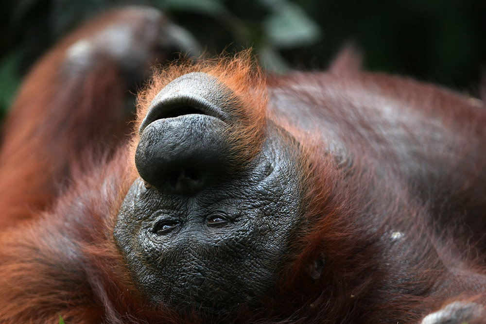 11 06 13Borneo001062