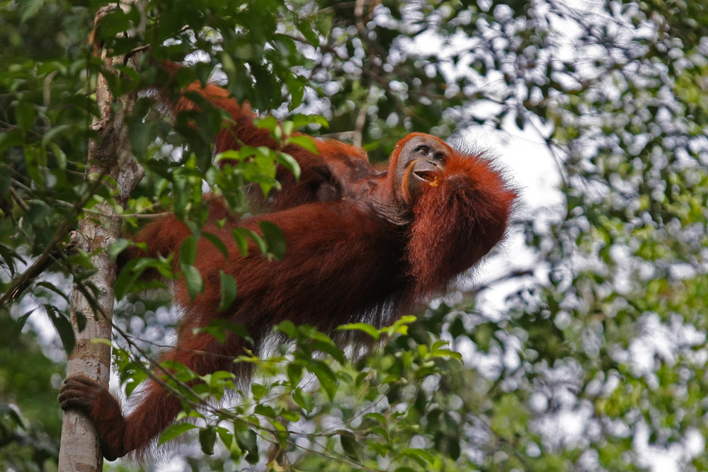 11 06 14Borneo000126