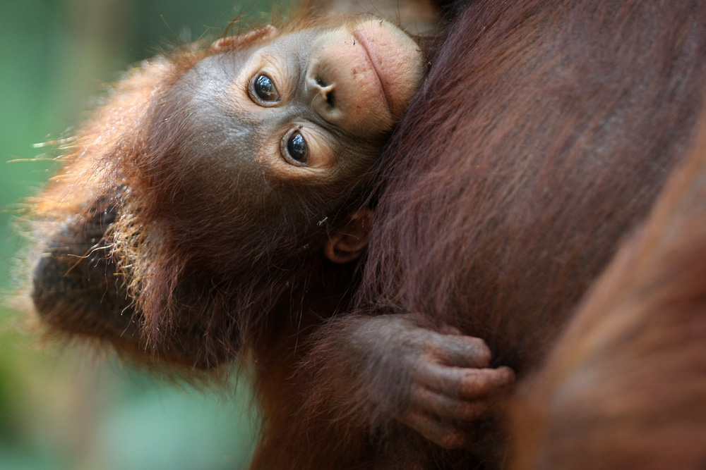 11 06 14Borneo000376