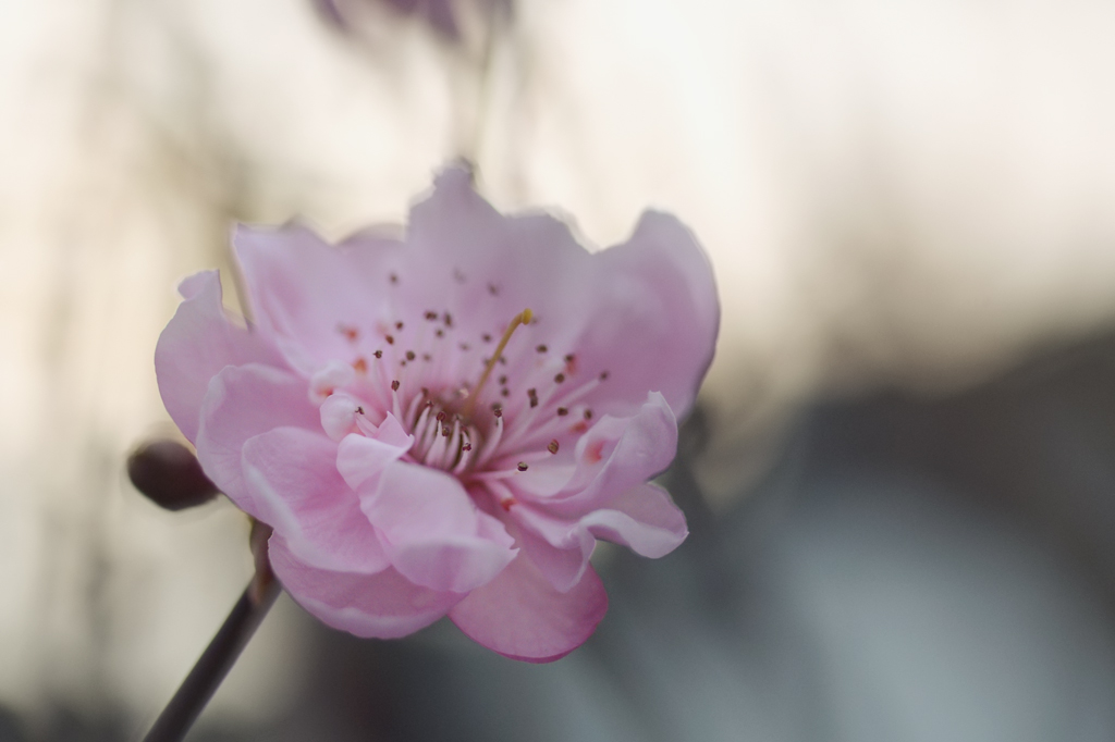 111024obstblüte