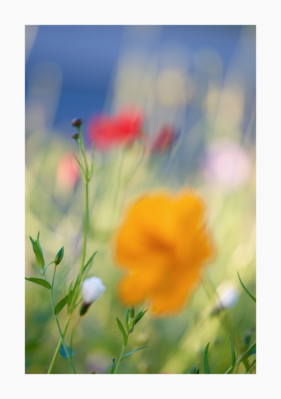112r700150816blumen