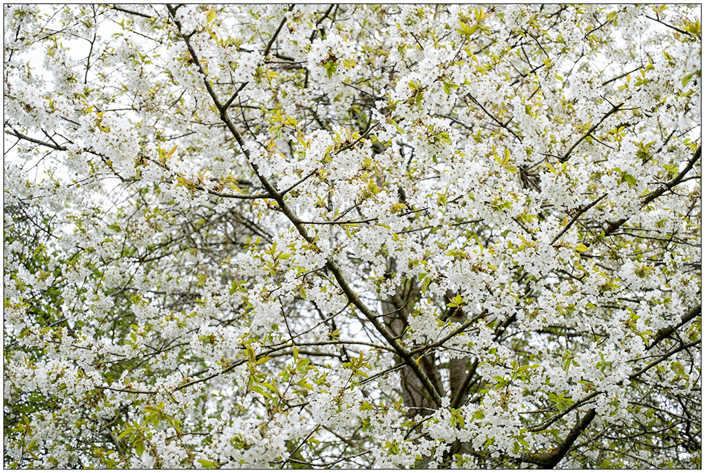 116 Zierkirsche im April in der Bünte