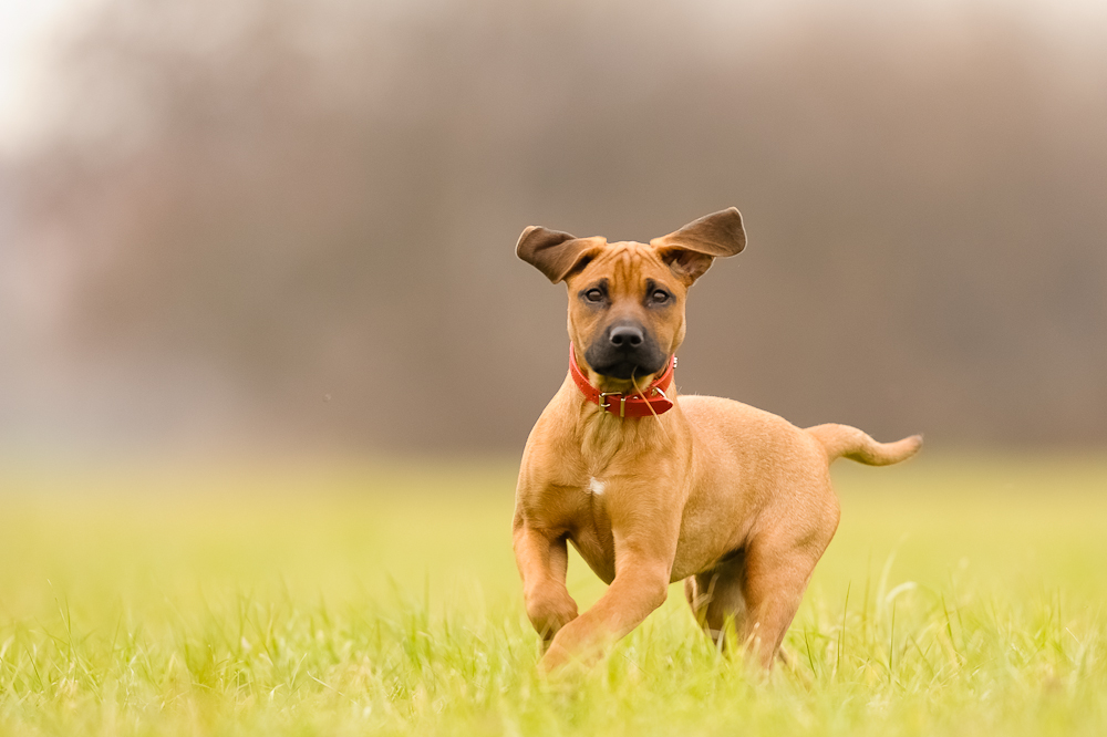 11B 8110 NX bearbeitet
Hundstage #2908