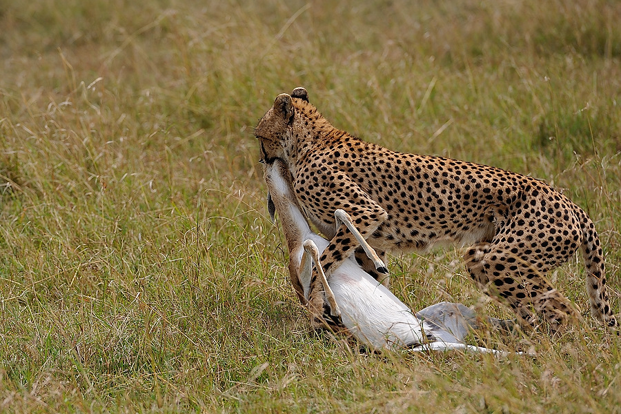 11MasaiMara4 DSC 2473