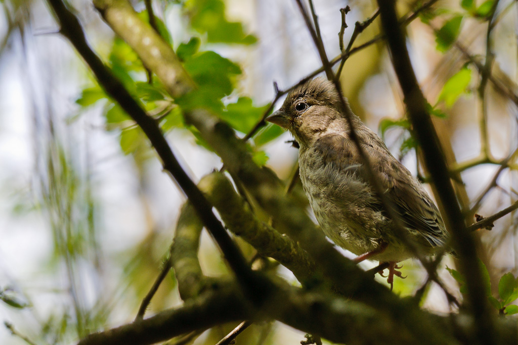 120428 Jungvogel 069 2