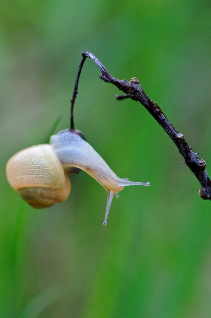 120511 Schnecke 041