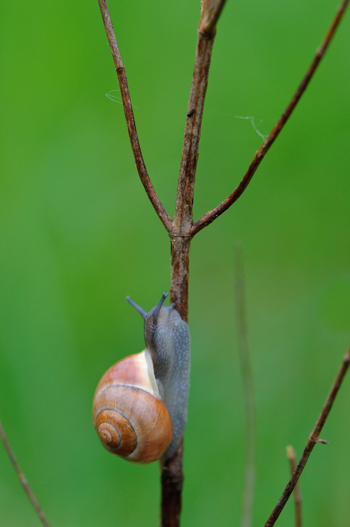 120511 Schnecke2 044