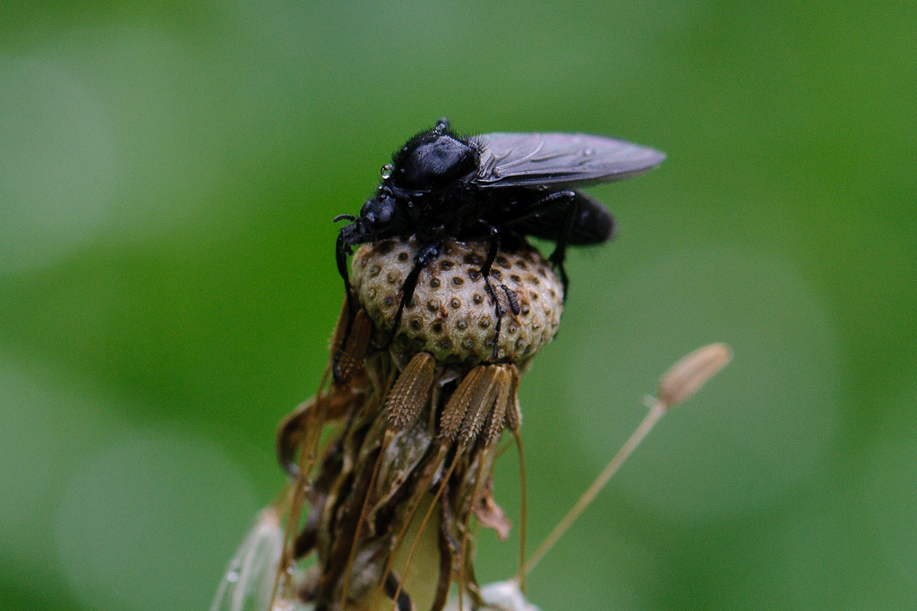 120511 schwarze Mücke 028