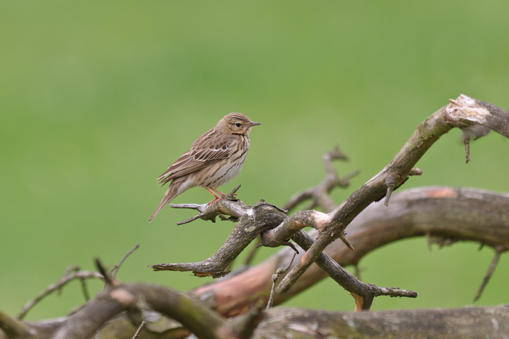 120512 Wiesenpieper 043