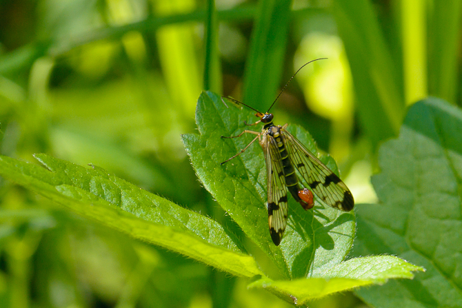 120526 Männliche Skorpionsfliege 086