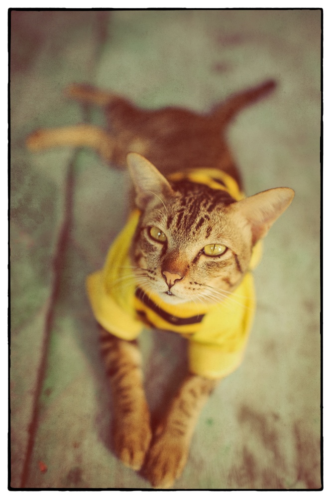 121226ChiangMai 2 Snapseed