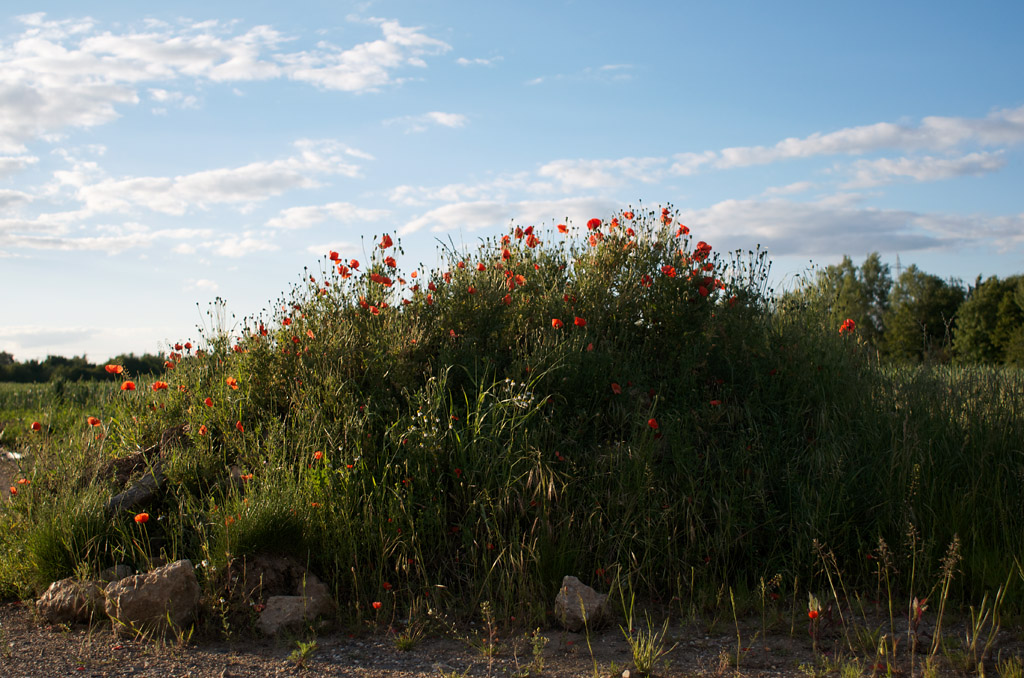 1281024mohn