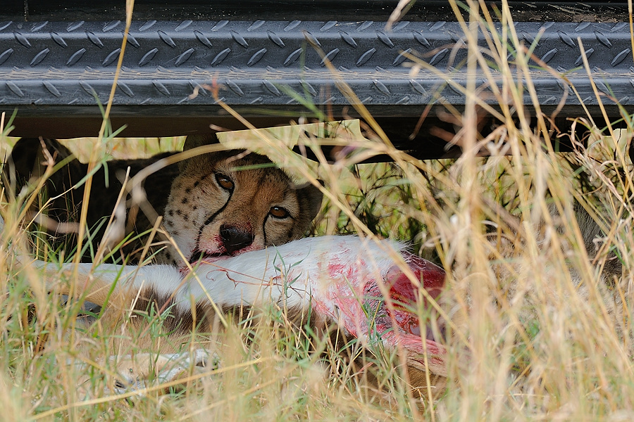 12MasaiMara4 DSC 3659