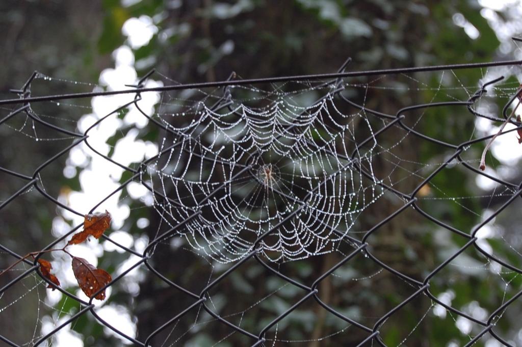 13.11.2008 Frankreich, les Deux Amantes, Spinne im taunassen Netz