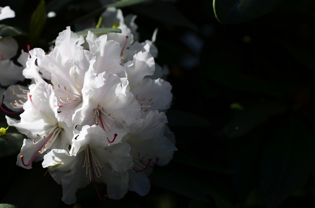13 Zwergrhododendron 1 01 05