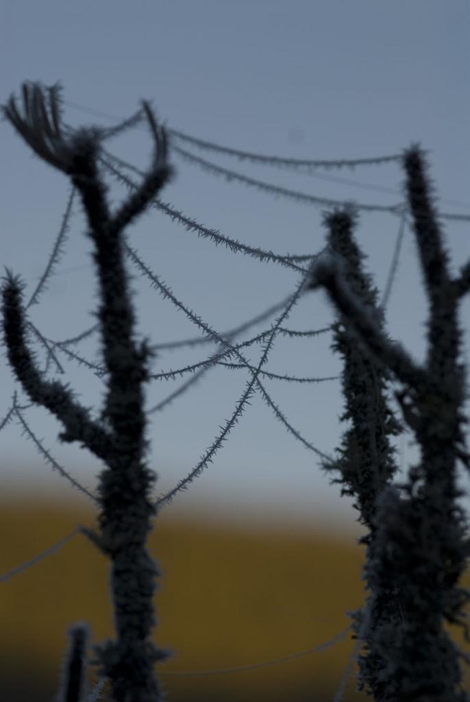 130. gefrorenes spinnennetz