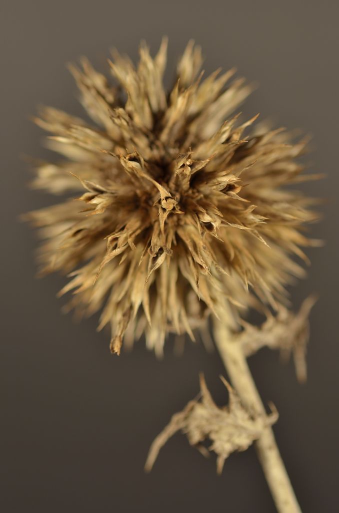 130102 Makro 010 10130102 Makro 010