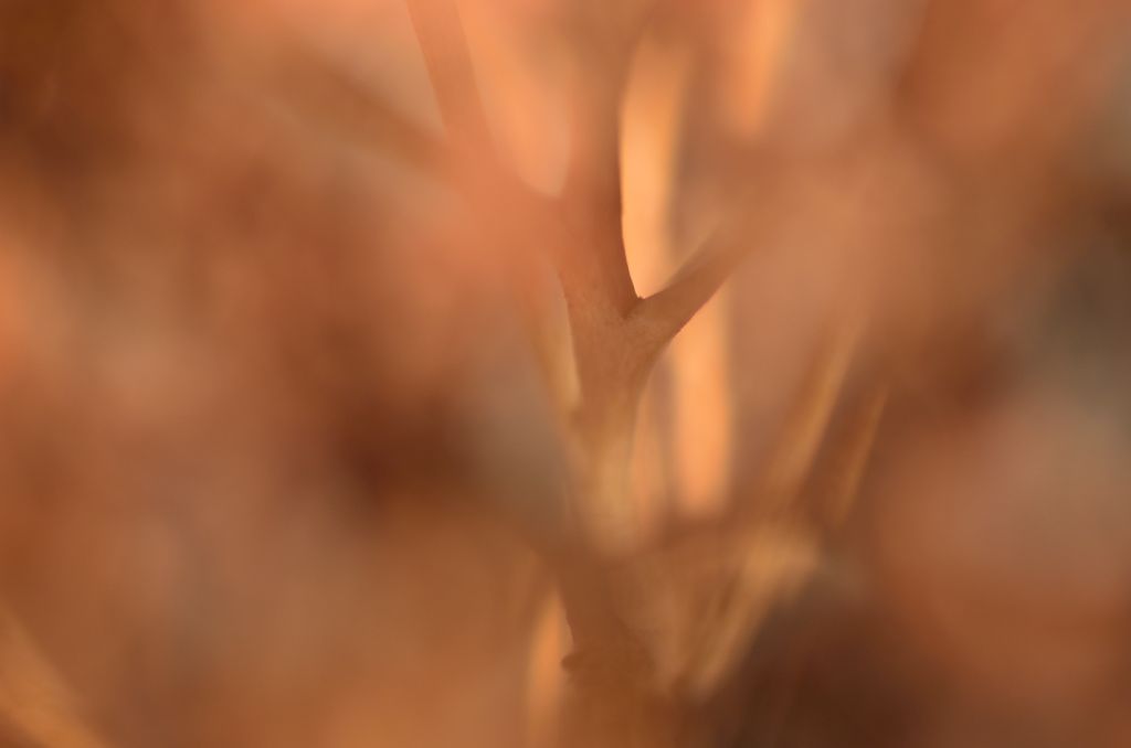 130102 Makro 015 15130102 Makro 015