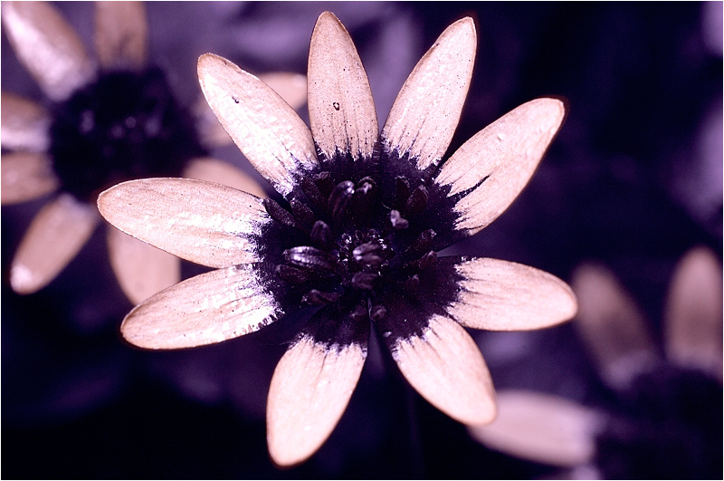 13042008 D3 UV 0030