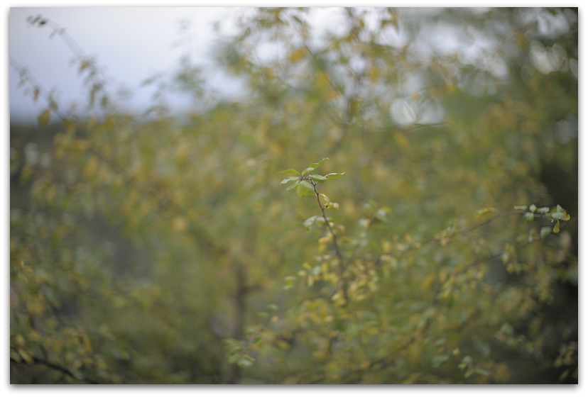 131015
Noct-NIKKOR