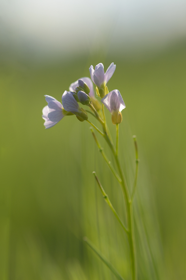1345900wiesenschaumkraut