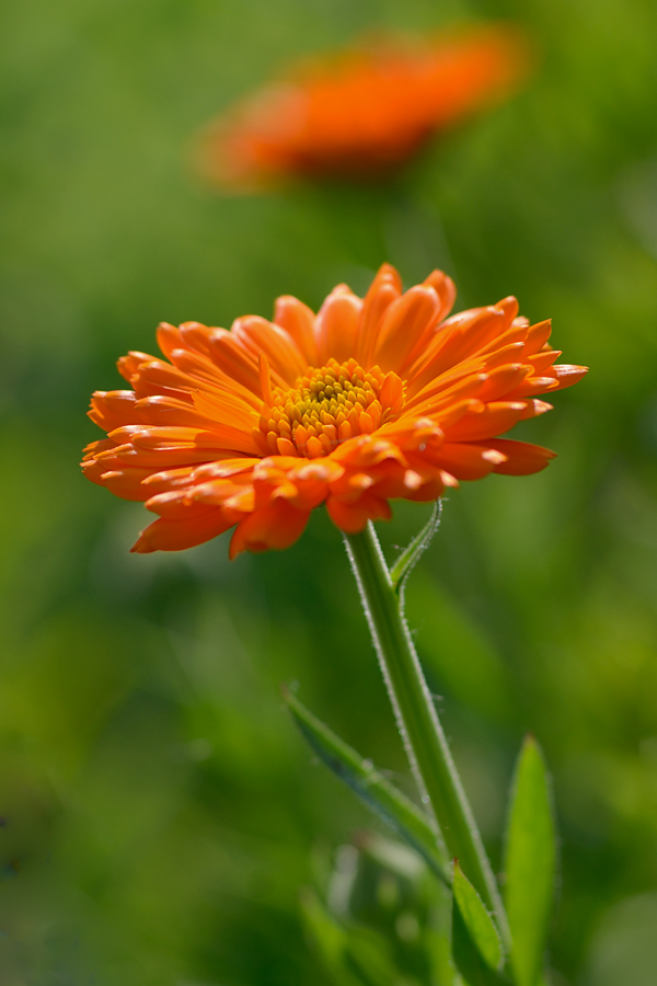134900ringelblume