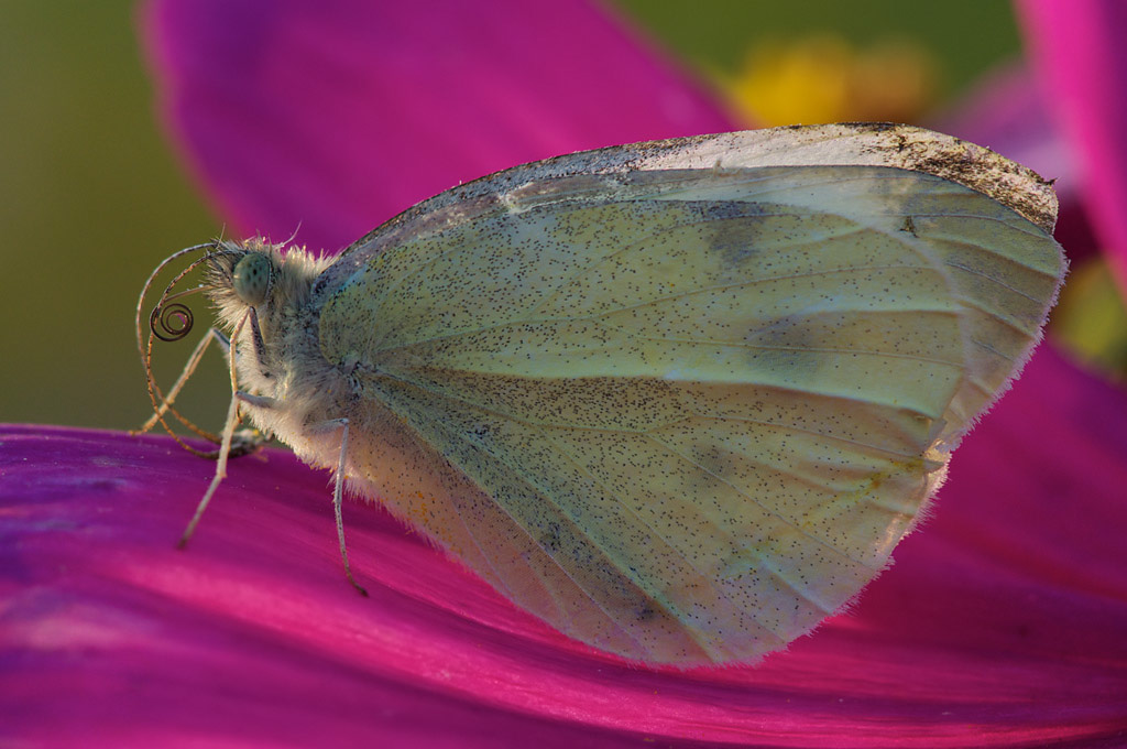 138schmetterling