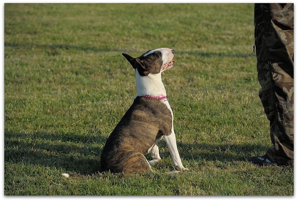 140702 HuPl 229,
Hundeplatz, 20140702
D700 70-200/2,8 II