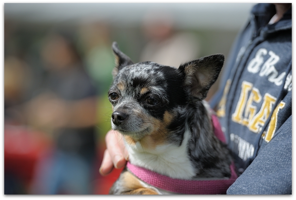 140824 115635,
D700 70-200/2,8