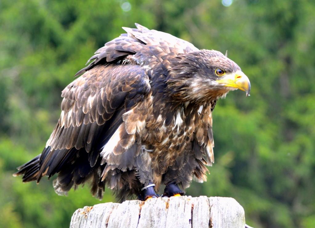 141