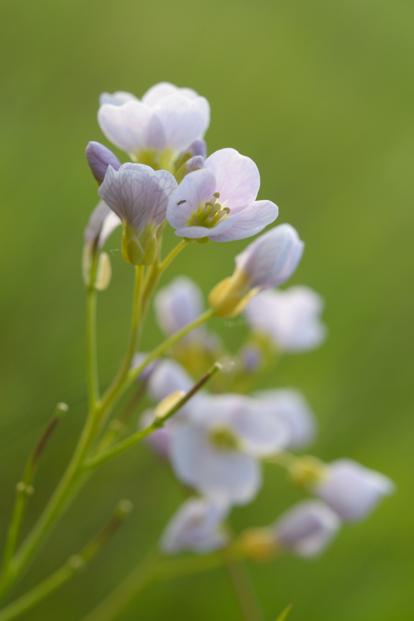 1461900wiesenschaumkraut