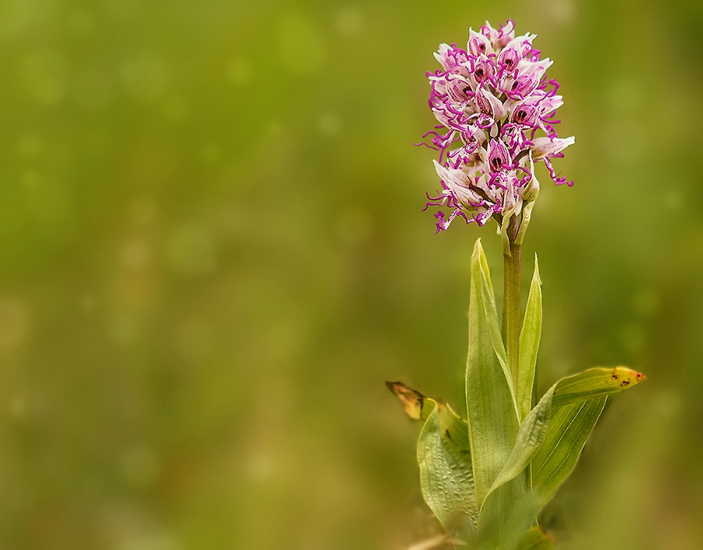 15 04 16 9059 orchidee 2