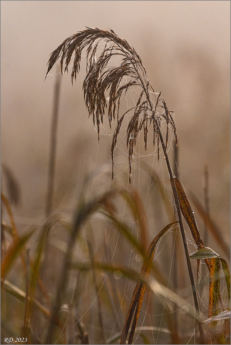 15-D50_0197.jpg