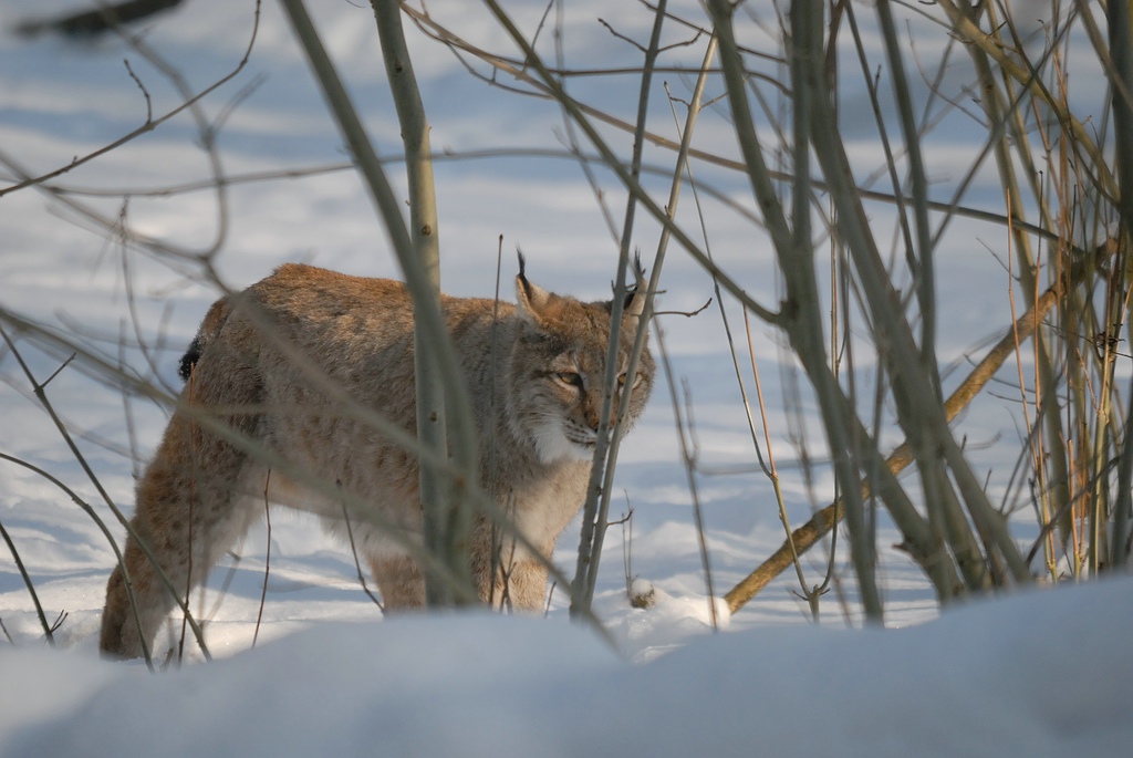 150 500 luchs DSC 1079