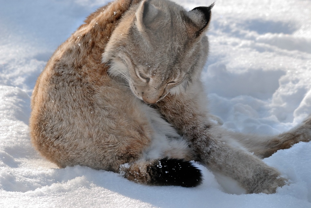 150 500 luchs DSC 1101