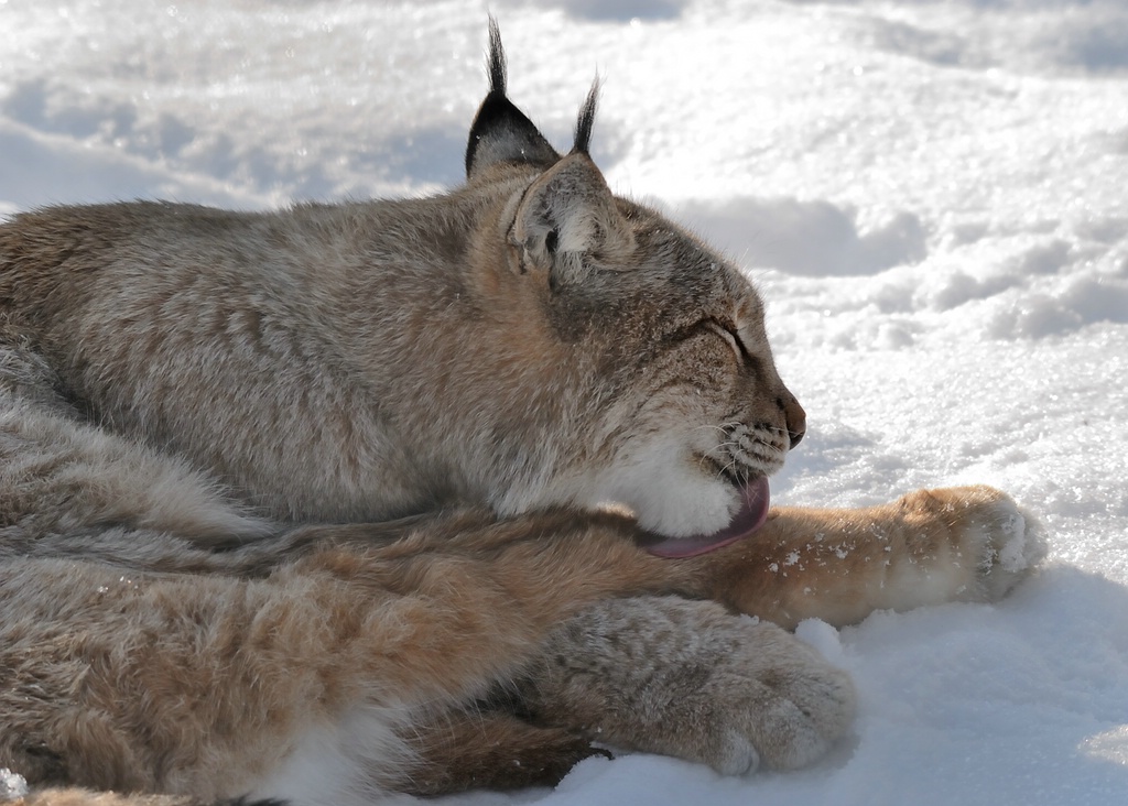 150 500 luchs DSC 1105