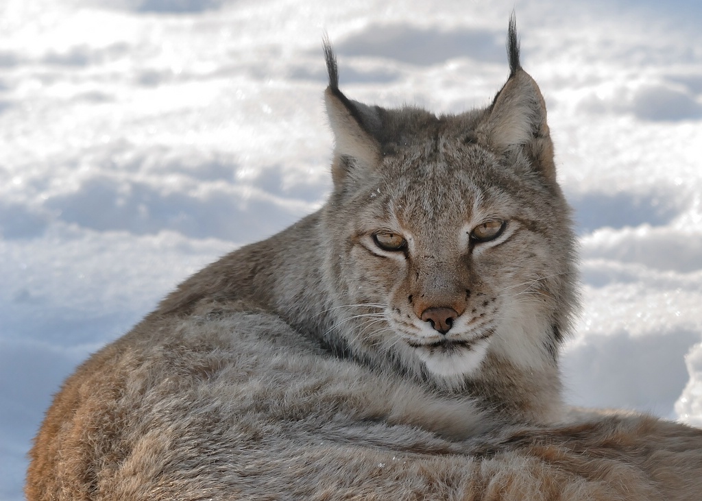 150 500 luchs DSC 1112