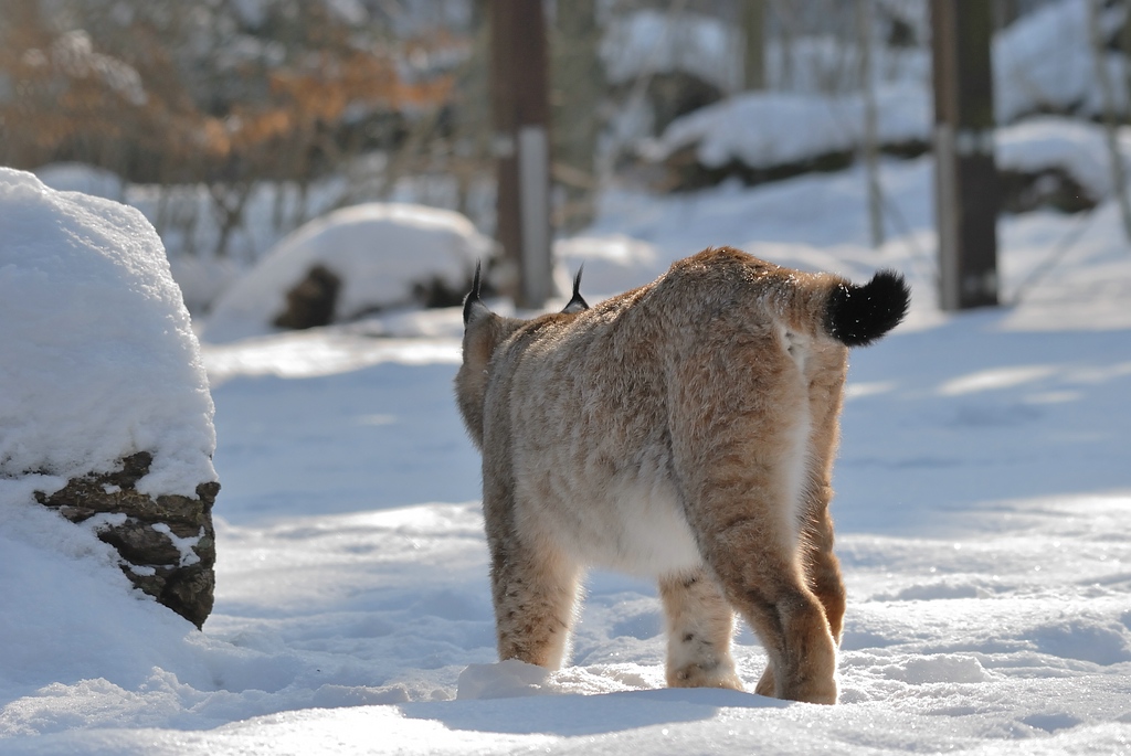 150 500 luchs DSC 1124