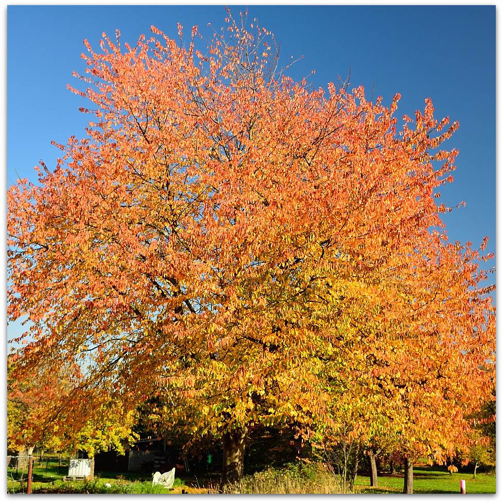 151101-Seeherbst-MNE 0269