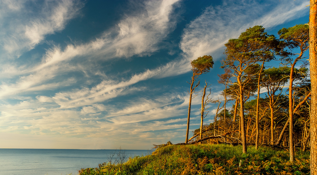 16 08 24 376 weststrand baeume