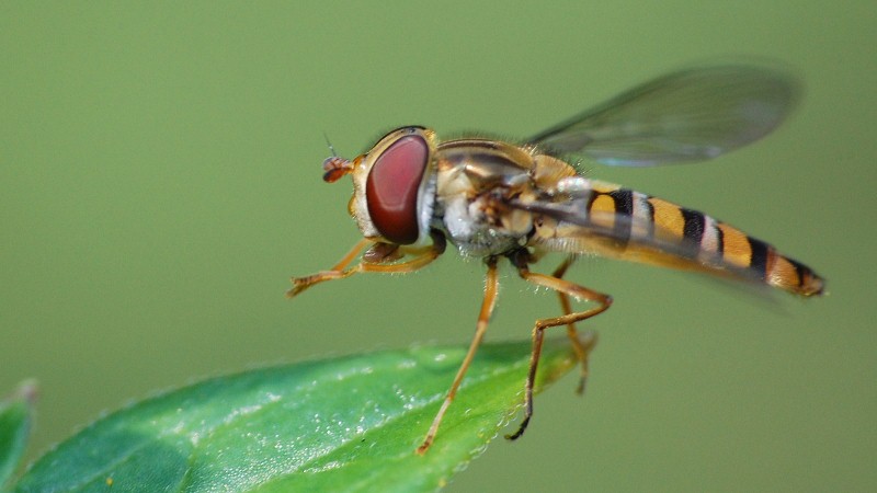 16:9 Schwebfliege