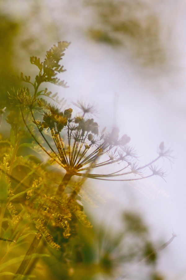 169900herbst