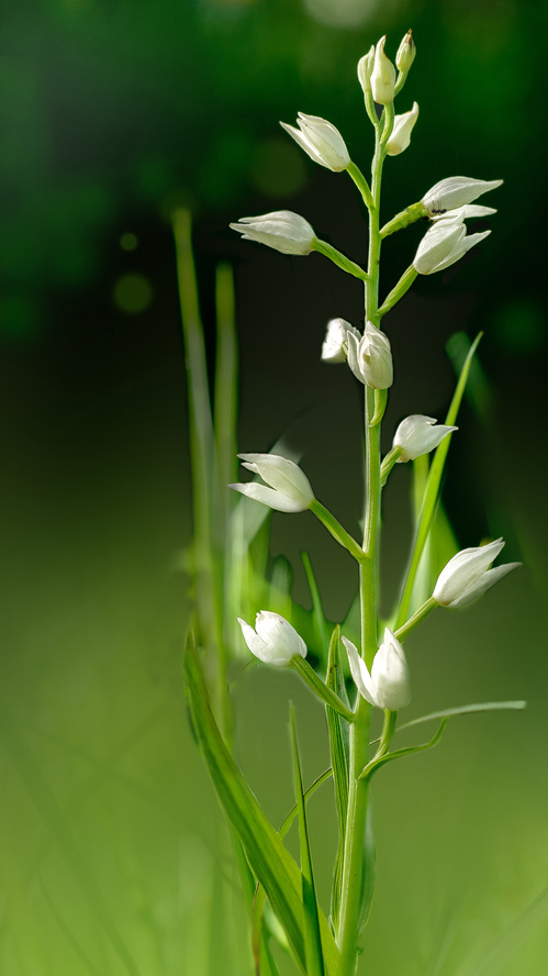 17 05 10 15554 waldvoegelein
