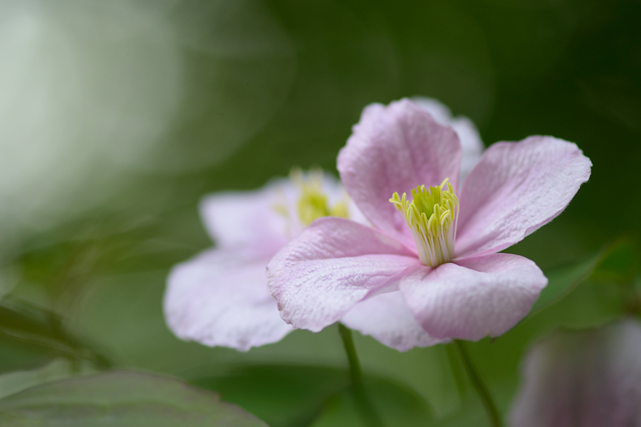 171900clematisblumen