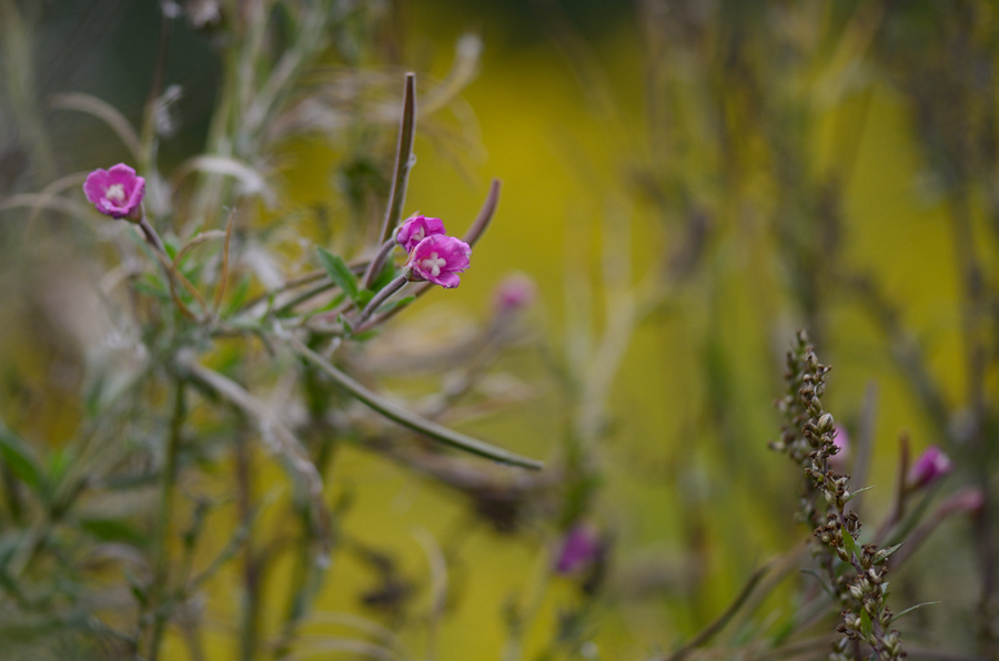 174900herbst