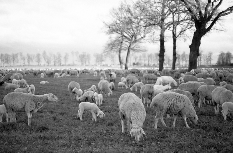 177f3kodakbw400cn