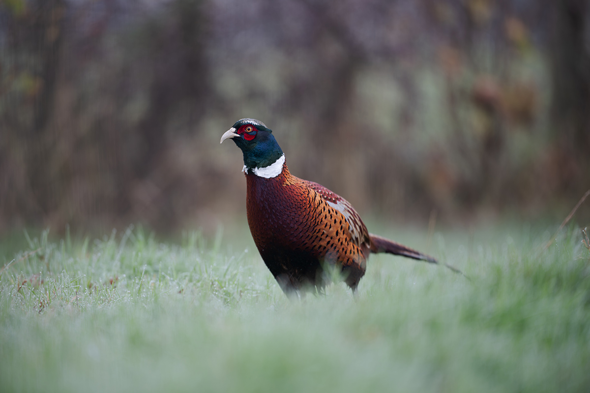 18 400mm f-2.8.jpg